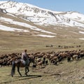 Stockrider shepherd with his livestock animals in Kyrgyzstan mountains Royalty Free Stock Photo