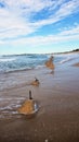 Stockton Beach World War Two Tank Traps Royalty Free Stock Photo