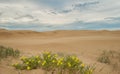 Stockton Sand Dunes with wild flowers.