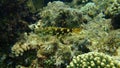 Stocky hawkfish or whitespotted hawkfish or large hawkfish, Cirrhitus pinnulatus, undersea, Red Sea, Egypt