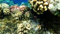 Stocky hawkfish or whitespotted hawkfish or large hawkfish, Cirrhitus pinnulatus, undersea, Red Sea, Egypt