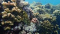 Stocky hawkfish or whitespotted hawkfish or large hawkfish, Cirrhitus pinnulatus, undersea, Red Sea, Egypt