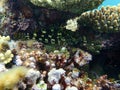 Stocky hawkfish or whitespotted hawkfish or large hawkfish, Cirrhitus pinnulatus, undersea