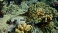 Stocky hawkfish or whitespotted hawkfish or large hawkfish, Cirrhitus pinnulatus, undersea