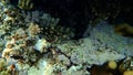 Stocky hawkfish or whitespotted hawkfish or large hawkfish, Cirrhitus pinnulatus, undersea