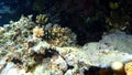 Stocky hawkfish or whitespotted hawkfish or large hawkfish, Cirrhitus pinnulatus, undersea