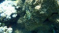 Stocky hawkfish or whitespotted hawkfish or large hawkfish, Cirrhitus pinnulatus, undersea