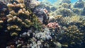 Stocky hawkfish or whitespotted hawkfish or large hawkfish, Cirrhitus pinnulatus, undersea, Red Sea, Egypt