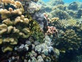 Stocky hawkfish or whitespotted hawkfish or large hawkfish, Cirrhitus pinnulatus, undersea, Red Sea, Egypt