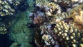 Stocky hawkfish or whitespotted hawkfish or large hawkfish, Cirrhitus pinnulatus, undersea