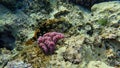 Stocky hawkfish or whitespotted hawkfish or large hawkfish, Cirrhitus pinnulatus, undersea