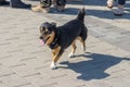 Stocky mixed breed black dog walking on a street in the crowd