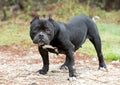 Stocky short black female English and French Bulldog mix breed dog