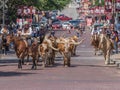 Cattle Drive Ft Worth Royalty Free Stock Photo