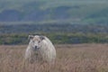 Stoic sheep braving the cold icelandic rain
