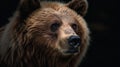 The Stoic Wisdom of the Kodiak Bear