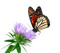 Stoke and Butterfly Royalty Free Stock Photo