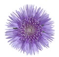 Stokesia Flower