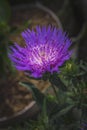 Stokesia flower or Stokes` Aster flower close-up picture