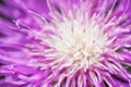 Stokesia laevis Royalty Free Stock Photo