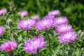 Stokesia laevis