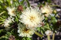 Stokesia Laevis `Mary Gregory`