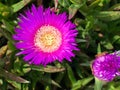 Stokesia laevis, monotypic genus Royalty Free Stock Photo