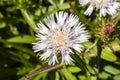 Stokesia Laevis `Silver Moon` Royalty Free Stock Photo