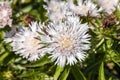 Stokesia Laevis `Silver Moon` Royalty Free Stock Photo