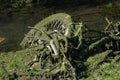 Stolen Bicycle in the canal covered in green algae and weed Royalty Free Stock Photo