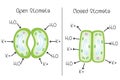 Stoma open and stoma closed Royalty Free Stock Photo