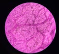 Stoma plants cells find with microscope 10x