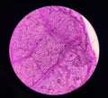 Stoma plants cells find with microscope 10x