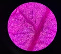 Stoma plants cells find with microscope 10x