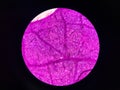 Stoma plants cells find with microscope 10x