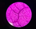 Stoma plants cells find with microscope 10x