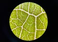 Stoma plants cells find with microscope 10x