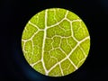 Stoma plants cells find with microscope 10x