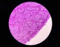 Stoma plants cells find with microscope 10x