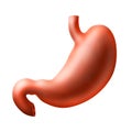 Stomach Royalty Free Stock Photo