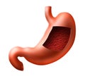 Stomach Royalty Free Stock Photo