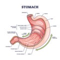 Stomach anatomy or digestive organ detailed inner structure outline diagram