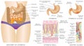 Stomach anatomy