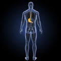 Stomach with circulatory system posterior view