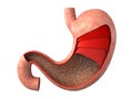 Stomach cross section Royalty Free Stock Photo