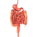 Stomach 3d render