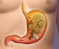 Stomach digestion Royalty Free Stock Photo