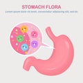 Stomach flora. Digestive system, tract with cute good bacteria, virus, microorganisms, probiotics isolated on white background. Royalty Free Stock Photo