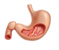 Stomach human, cross section. Royalty Free Stock Photo