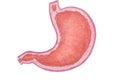 Stomach, Human Internal Organ Diagram stock illustration